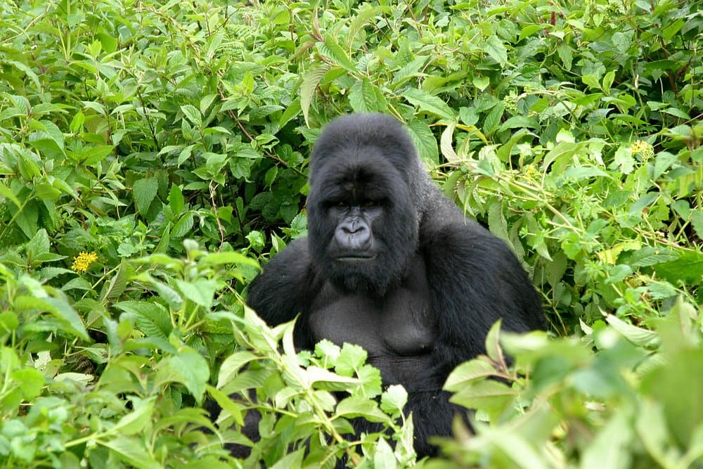 Gorille des Virunga, RDC